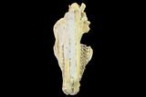 Fossil Oreodont (Merycoidodon) Skull - Wyoming #134353-7